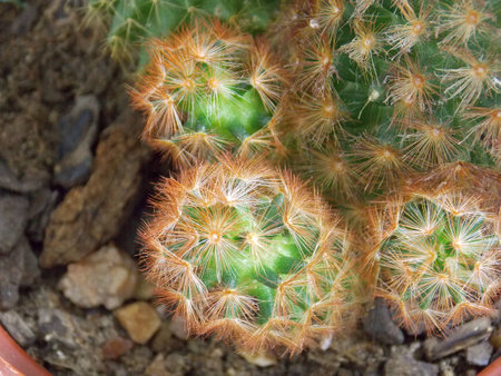 cactusの写真素材
