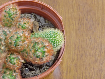 cactiの写真素材