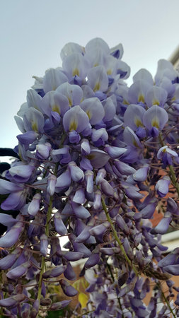 Wisteria blooming in the garden, closeup of photoの写真素材