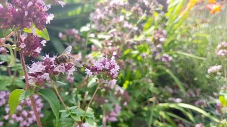 Honey bee on a flower of oregano in the gardenの写真素材