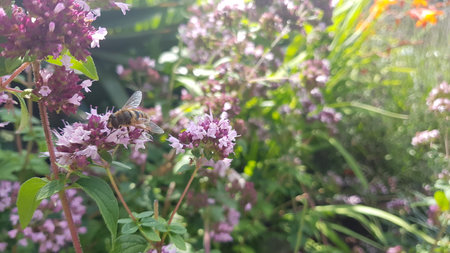 A bee collecting nectar on a purple oregano flower.の写真素材