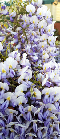 Wisteria flowers blooming in the garden, close-upの写真素材