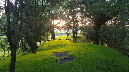 Sunset in the green rice fieldの写真素材