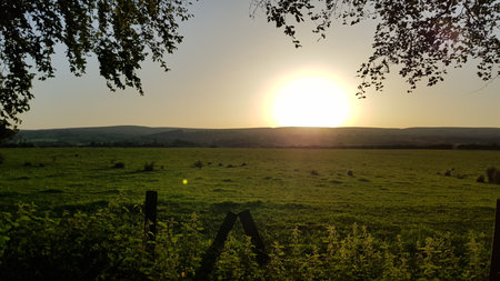 Sunset over a meadow with trees in the foreground and a fenceの写真素材