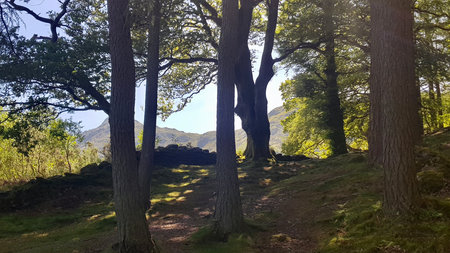 Trees in the forest in the Pyrenees, Huescaの写真素材