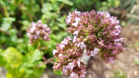 Close up of a blooming oregano flowers in the gardenの写真素材