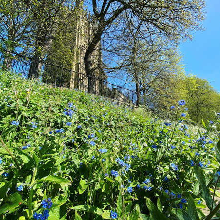 Spring flowers in the park on a sunny day. Springtime.の写真素材