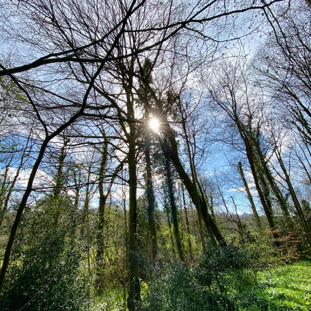 Sun rays shining through the branches of trees in the forest. Spring landscape.の写真素材