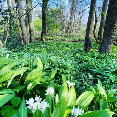 Beautiful wild garlic flowers blooming in the forest on a sunny spring dayの写真素材