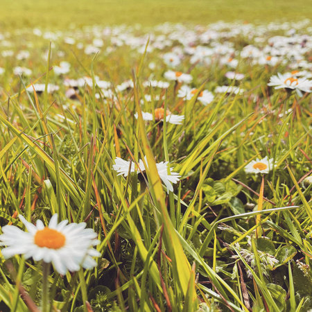 Field of daisies and grass with dew drops in summerの写真素材