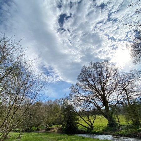 Spring landscape with willow trees and blue sky with white clouds.の写真素材