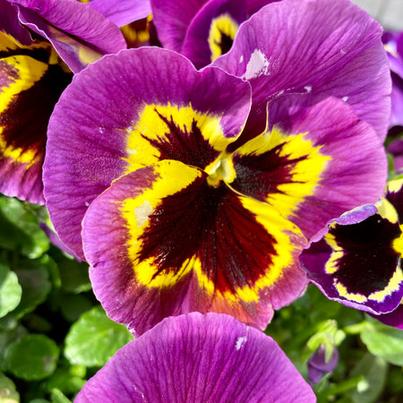 Beautiful pansy flowers in the garden, close-up.の写真素材