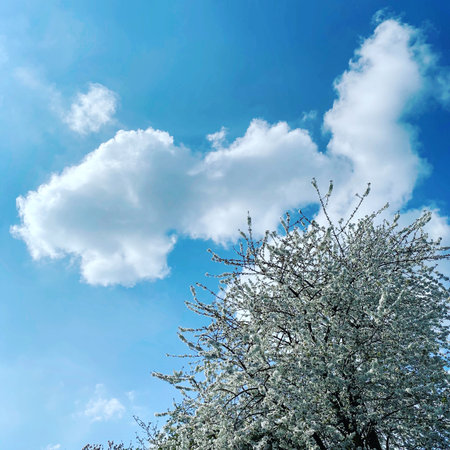 White flowers of apple tree in spring on a background of blue skyの写真素材