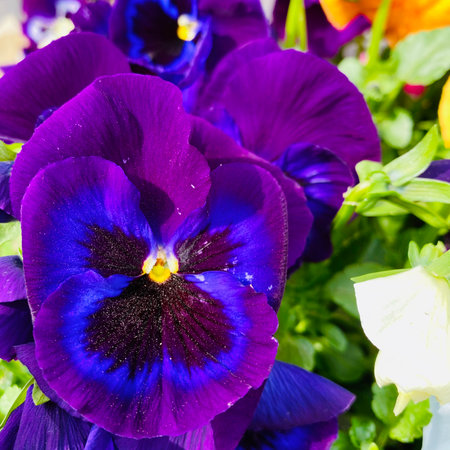 Beautiful pansy flowers in the garden. Selective focus.の写真素材