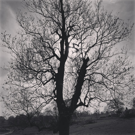 Black and white image of a bare tree on a cold winter dayの写真素材