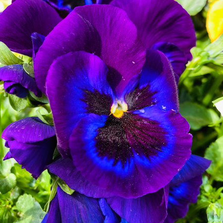 Beautiful purple pansy flower in the garden. Close up.の写真素材