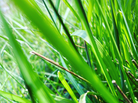 Green grass background. Shallow depth of field. Selective focus.の写真素材