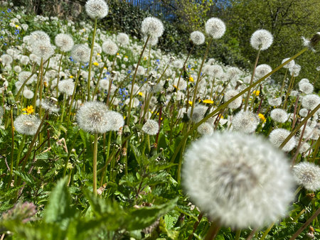 White dandelions in the meadow on a sunny spring dayの写真素材