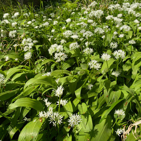 Wild garlic (Allium ursinum) in the gardenの写真素材
