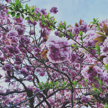 cherry blossom tree with pink flowers in spring time, retro tonedの写真素材