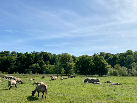 Sheep grazing in a green meadow with trees and blue skyの写真素材