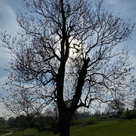 Silhouette of a bare tree in a meadow in springの写真素材
