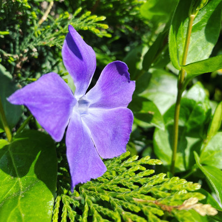 Purple Periwinkle, Vinca minor, on green leaves backgroundの写真素材