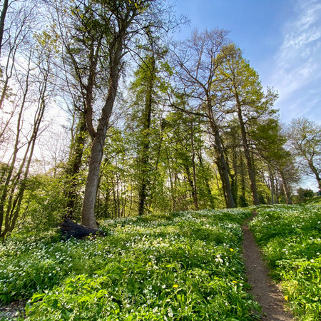 Spring landscape with blooming wild garlic and path in the forest.の写真素材