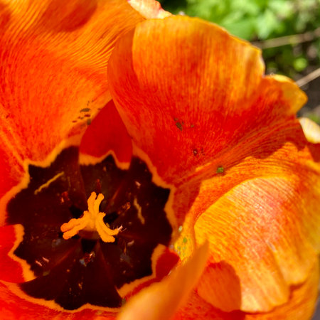 Beautiful tulip flowers in the garden, close-up.の写真素材
