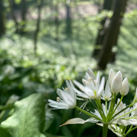 White wild garlic in the forest. Wild garlic (Allium ursinum).の写真素材