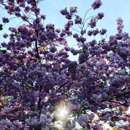 Branches of a blossoming tree with pink flowers against the blue skyの写真素材