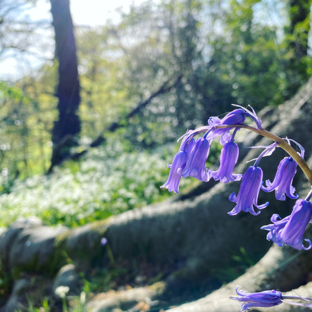 Beautiful bluebells (Hyacinthoides non-scripta)の写真素材