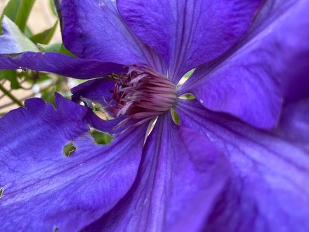 Beautiful purple clematis close-up. Natural background.の写真素材