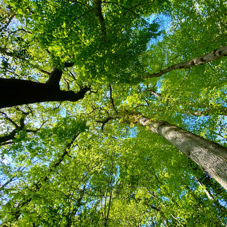 forest trees view from below into the sky. nature green wood sunlight backgroundsの写真素材