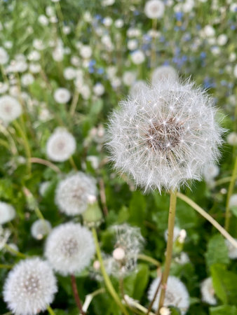 Dandelion seeds on a background of green grass and flowers.の写真素材