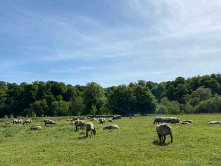 Sheep grazing in a green meadow with trees and blue skyの写真素材