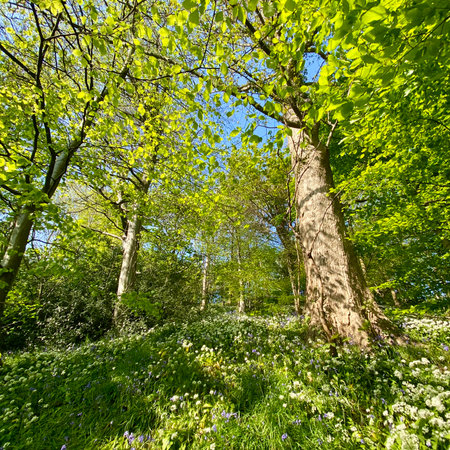 Beautiful spring landscape in the forest with green grass and blue skyの写真素材