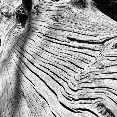abstract texture of an old tree in black and white for backgroundの写真素材