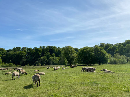 Herd of sheep grazing on a green meadow in the countrysideの写真素材