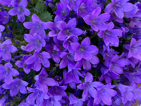 Closeup of blue campanula flowers in bloom in a gardenの写真素材