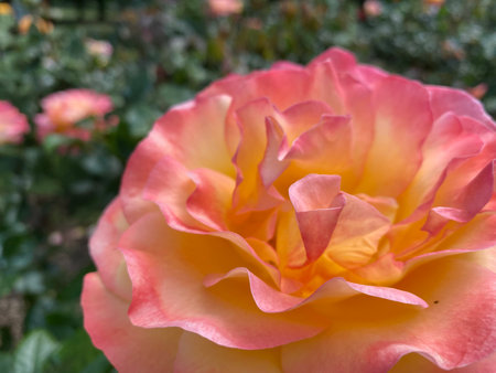 Close up of a pink and orange rose in a garden setting.の写真素材