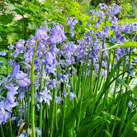 Bluebells (Hyacinthoides non-scripta)の写真素材