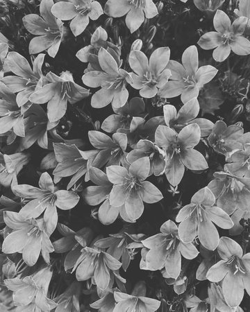 Beautiful spring flowers in black and white. Floral background.の写真素材