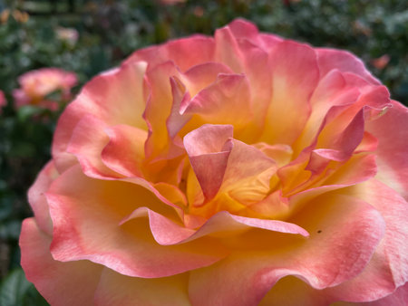 Close up of a pink and yellow rose in a garden setting.の写真素材