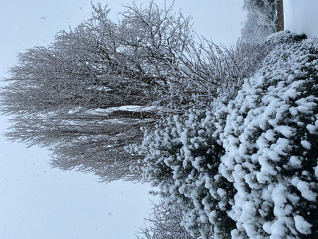 Winter landscape with snow covered trees and bushes on a cold day.の写真素材