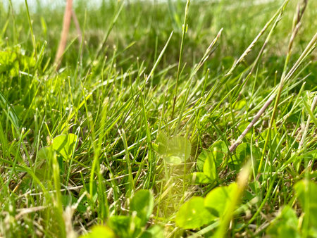 green grass in the meadow close up. shallow depth of fieldの写真素材