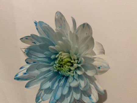 blue chrysanthemum flower on a white background close upの写真素材