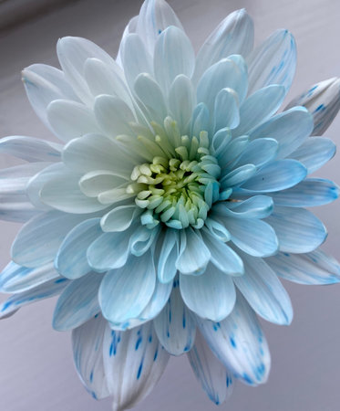 Beautiful blue chrysanthemum flower on a white backgroundの写真素材