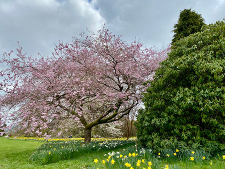 Cherry blossom tree in the garden with daffodilsの写真素材