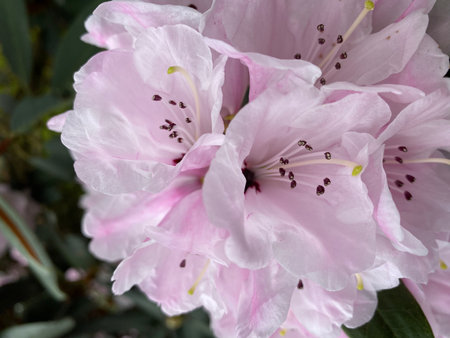 Pink rhododendron blossoms in a garden in springの写真素材